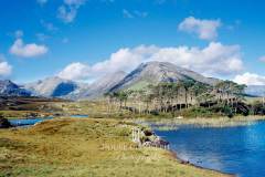 Connemara-03-0042